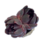 Echeveria Black Rose