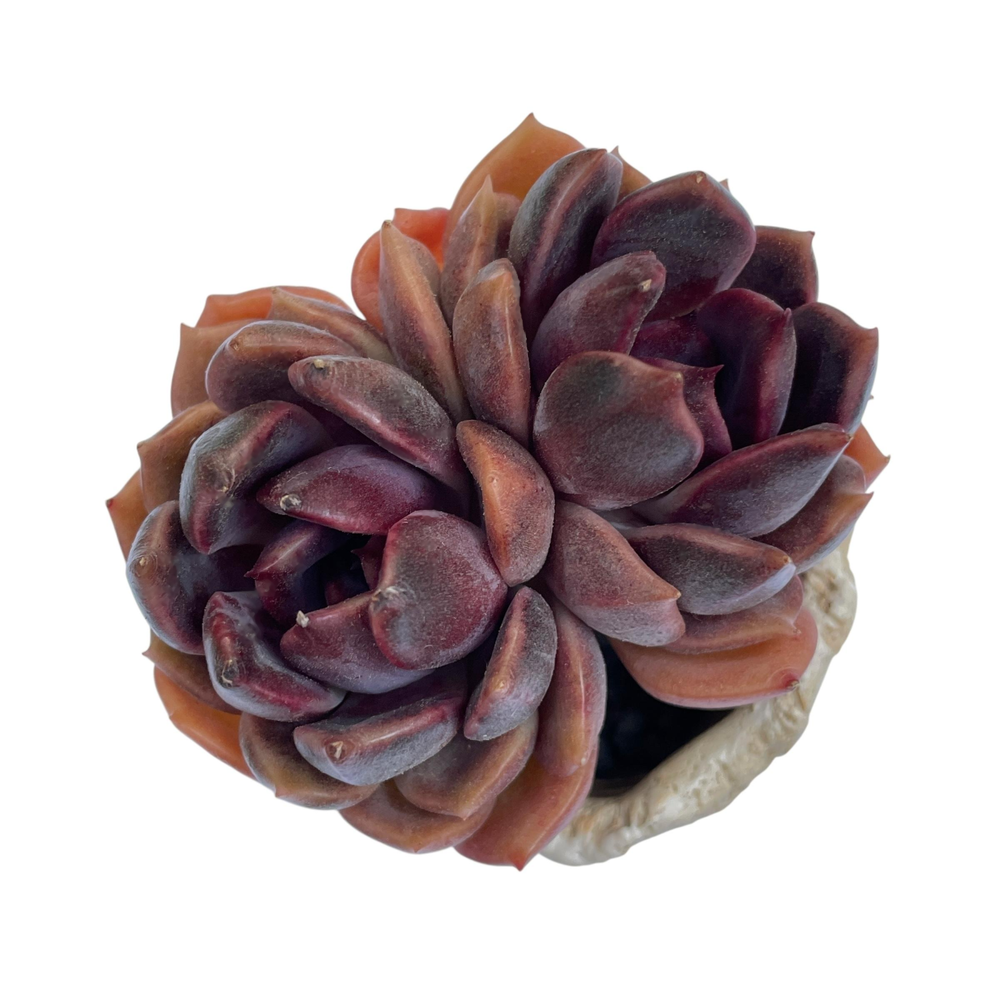 Echeveria Dark Chocolate