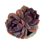 Echeveria Dark Chocolate