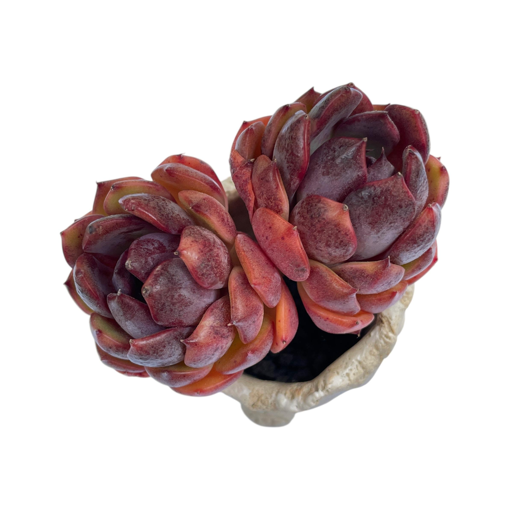Echeveria Black Lotus