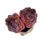 Echeveria Black Lotus