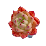 Echeveria Honey Pink