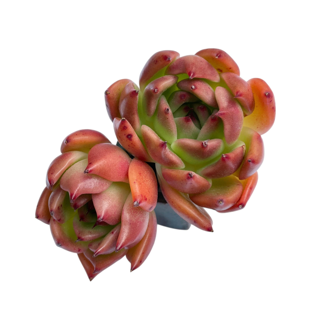 Echeveria Agavoides Unnamed Hybrid