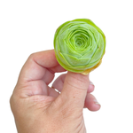 Greenovia Aurea