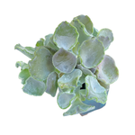 Cotyledon Shires Hobbit, Large Cluster