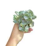 Cotyledon Shires Hobbit, Large Cluster