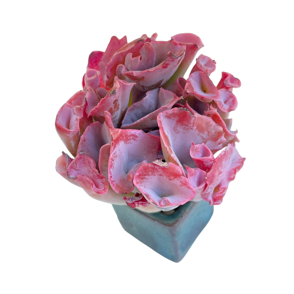 Echeveria Trumpet Pinky