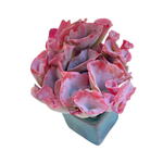 Echeveria Trumpet Pinky