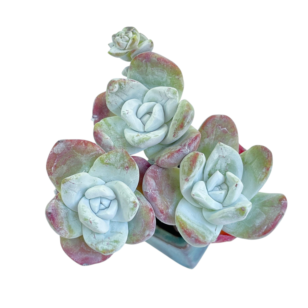 Dudleya Farinosa