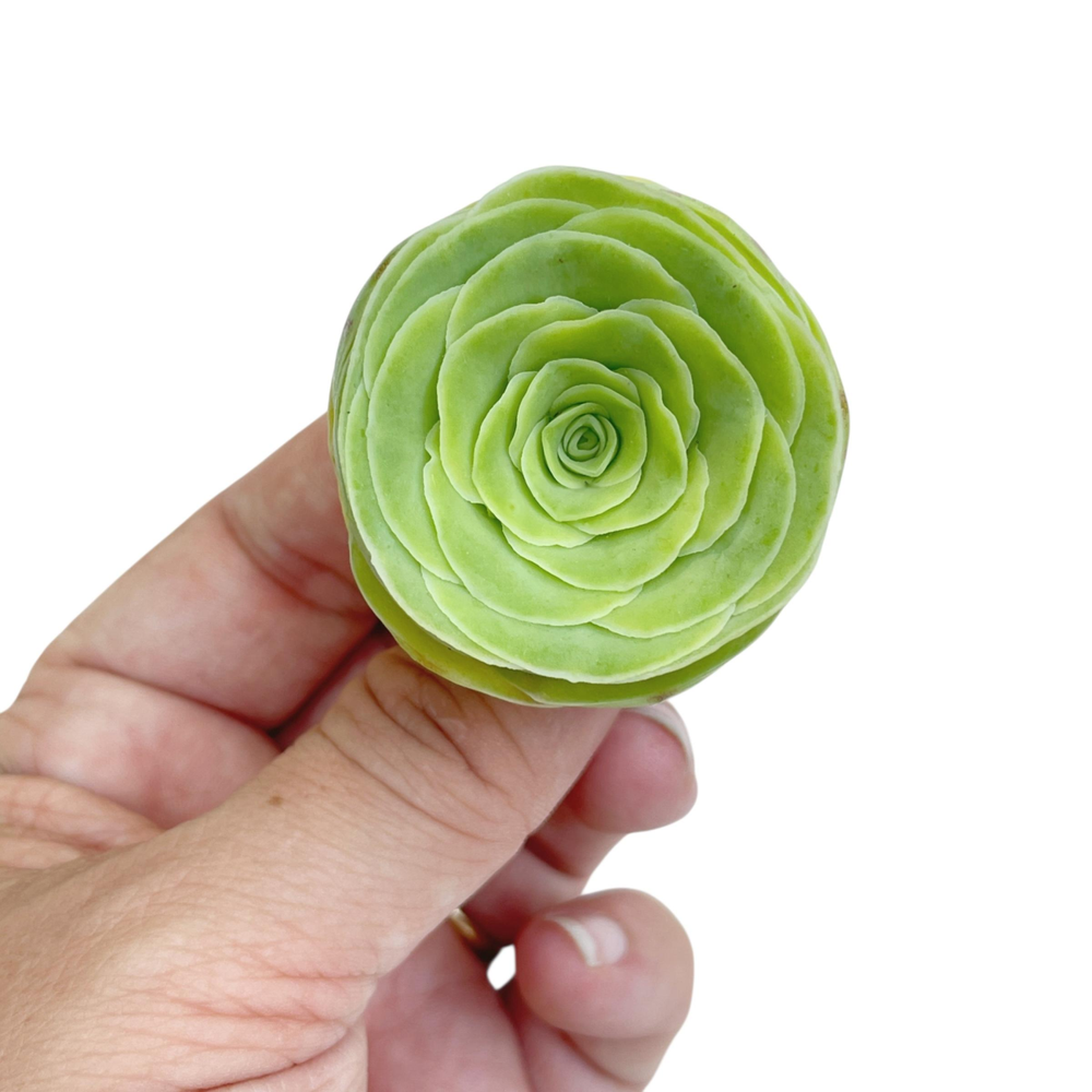Greenovia Aurea