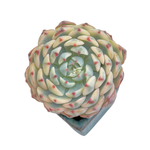 Echeveria Minima, Variegata