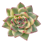 Echeveria Pulidonis x Agavoides Maria (Please Read Description)