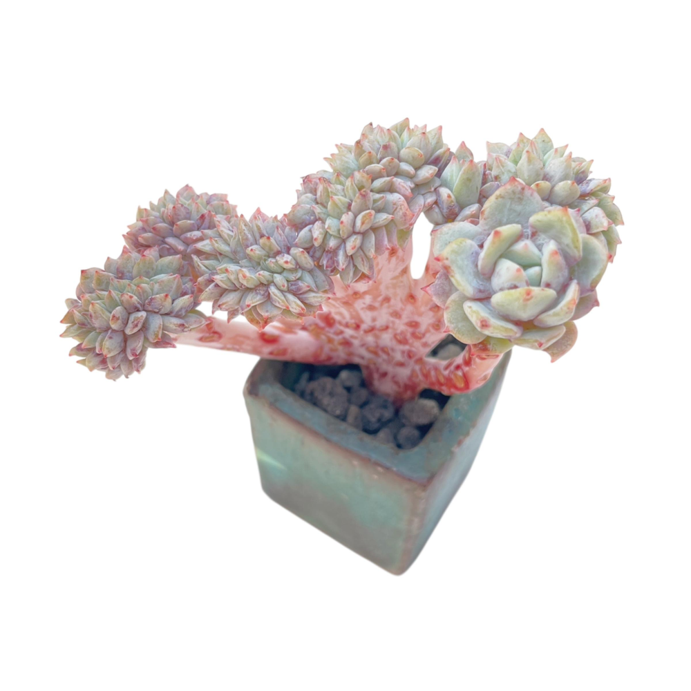 Echeveria Celeste, Cristata