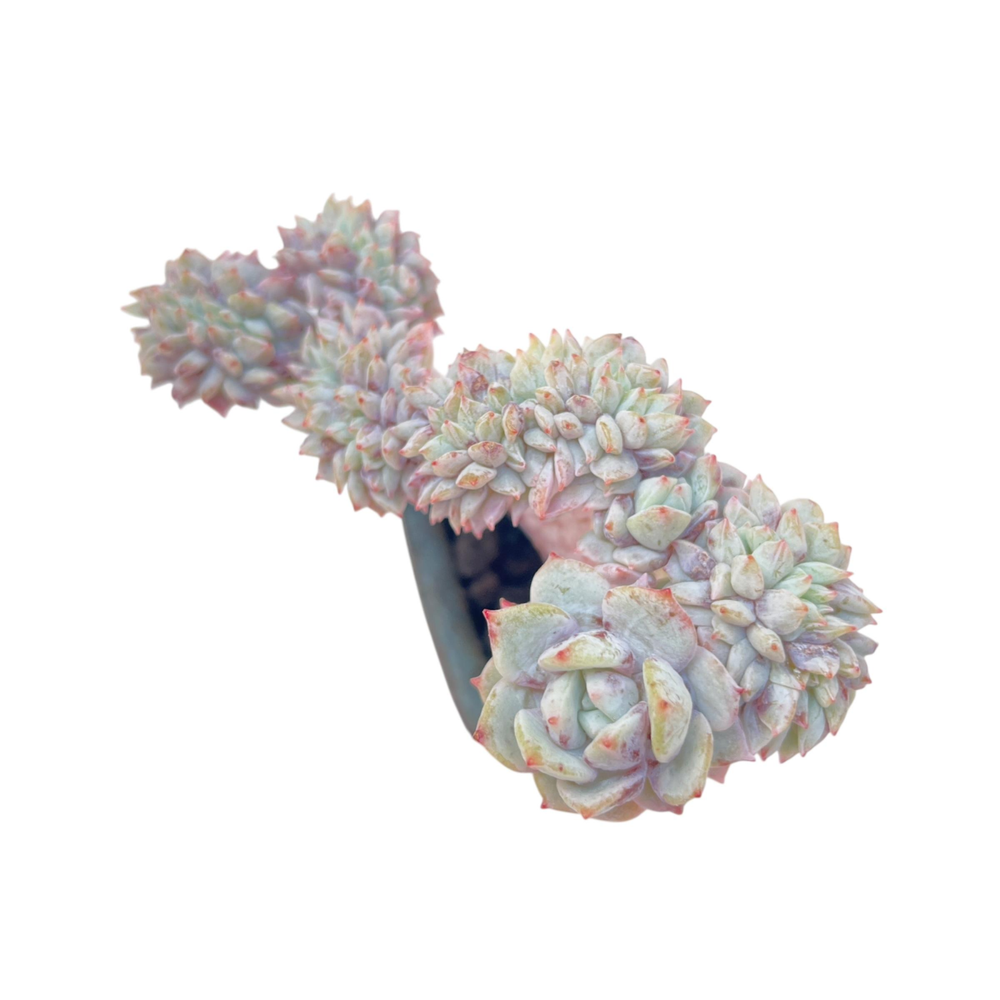Echeveria Celeste, Cristata