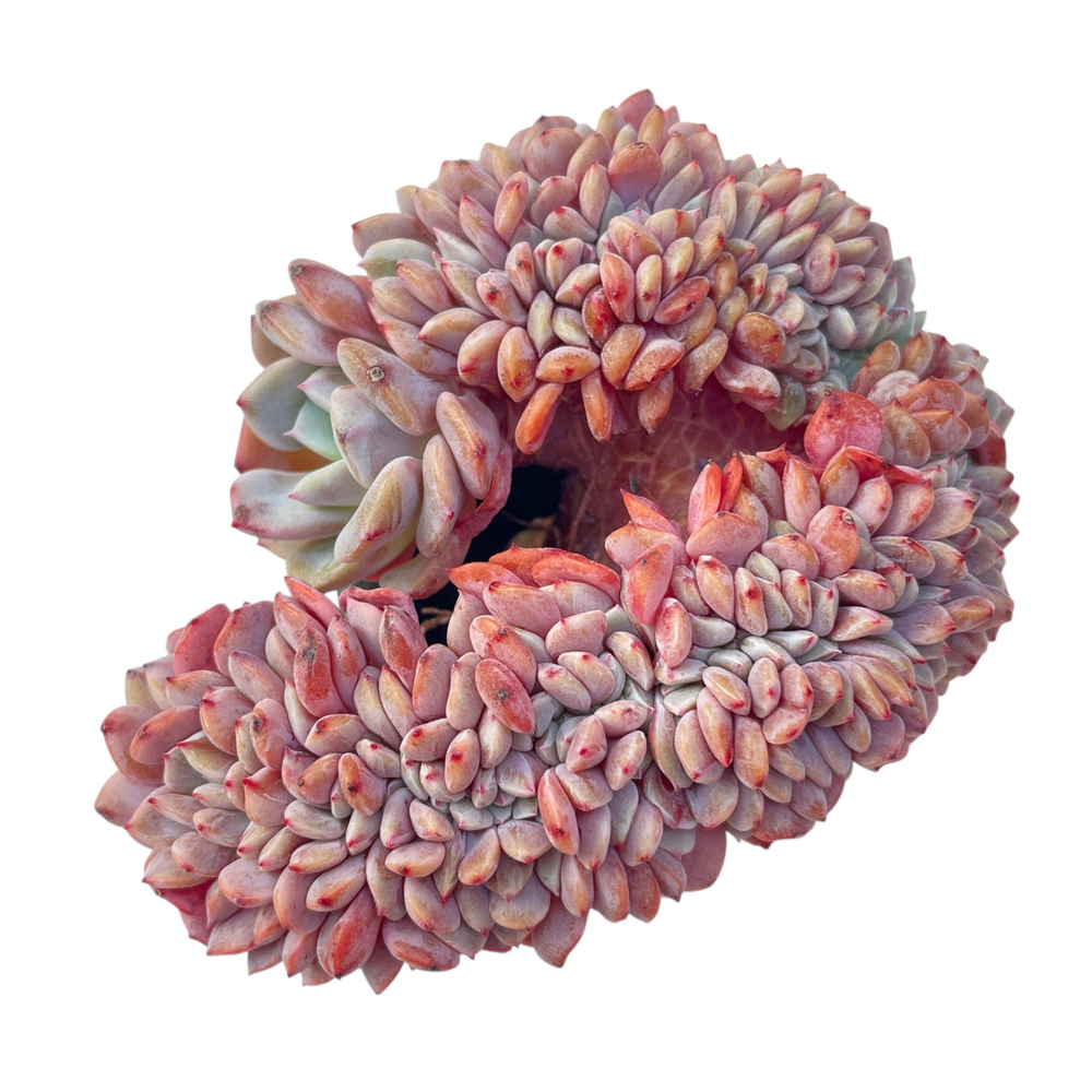 Echeveria Lapine Cristata