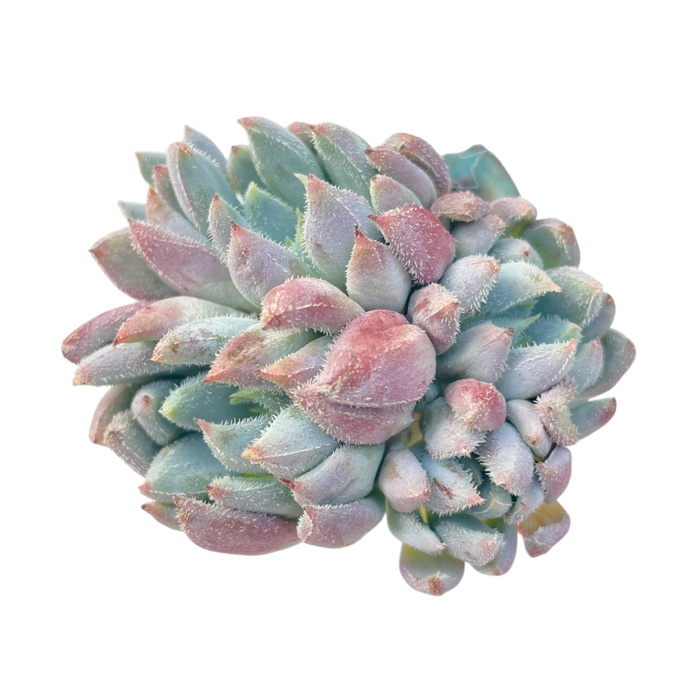 Echeveria Hamilton, Cluster