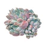 Echeveria Hamilton, Cluster