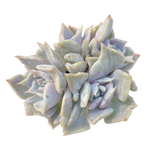 Echeveria Vampire Appalosa Cluster