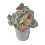 Crassula Violetta, Variegata