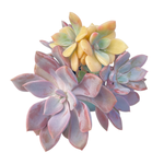 Graptoveria Debbie, Variegated Cluster