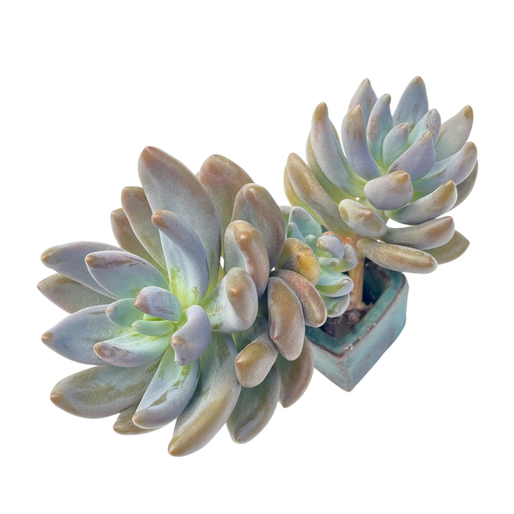 Pachyveria Oviferum cv Shireiden (Non-Variegated)