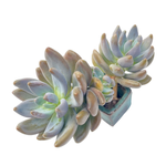 Pachyveria Oviferum cv Shireiden (Non-Variegated)
