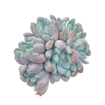 Echeveria Hamilton, Cluster