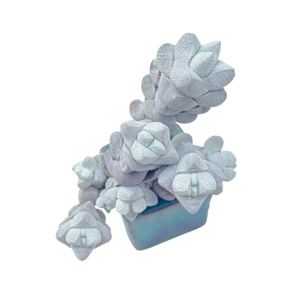 Crassula Deceptor, Near Perfect