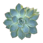 Echeveria Suryeon, Variegata