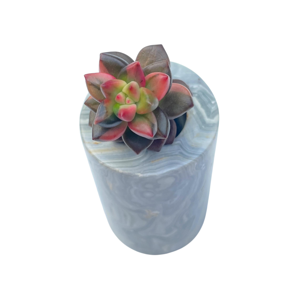 Sedum Pink Valentine