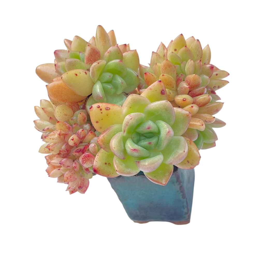 Echeveria Agavoides Dracula Cristata