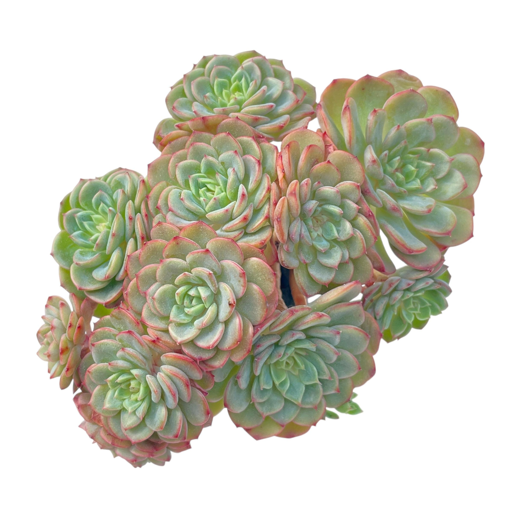 Echeveria Sugar Baby Cluster