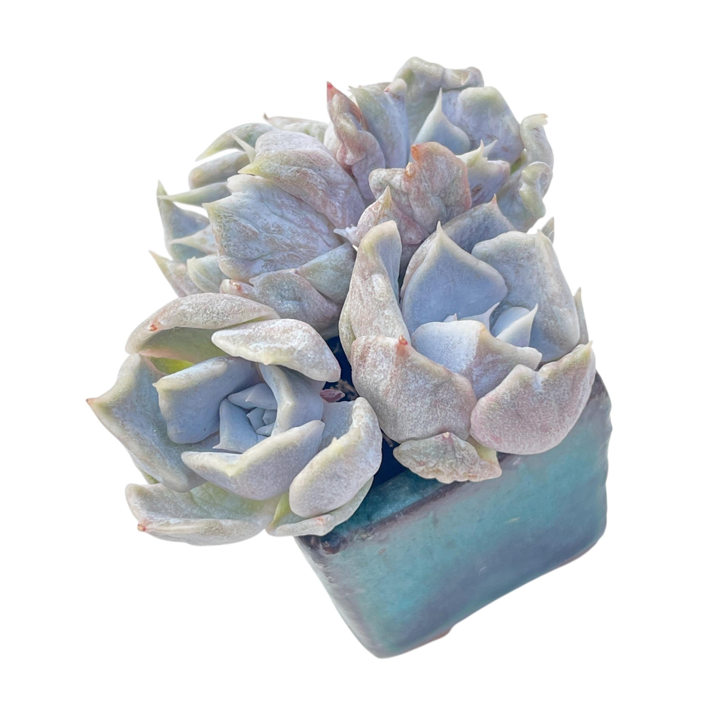 Echeveria Vampire Appalosa Cluster