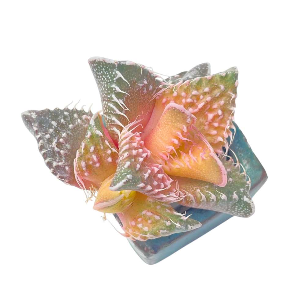 SALE! Faucaria Tigrina, Variegata