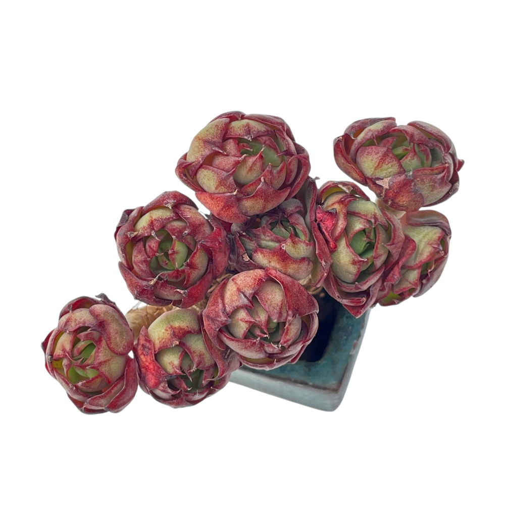SPECIAL! JUST CART!! Echeveria Yangin (Small Form)