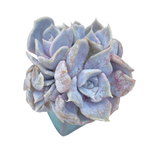 Echeveria Vampire Appalosa Cluster