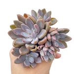 Echeveria Sugar Jelly, Cluster