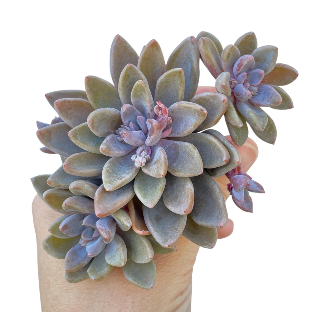 sugar jelly succulent Echeveria Sugar Jelly, Cluster – Cedar Creek Farmhouse