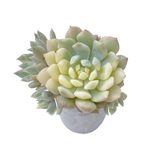 Echeveria Chrissy n Ryan, Variegated Small Cluster