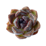 Echeveria Sp.