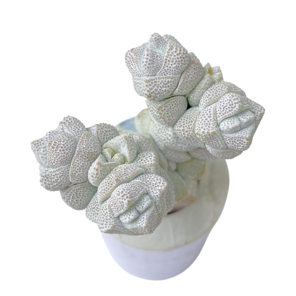 Crassula Deceptor