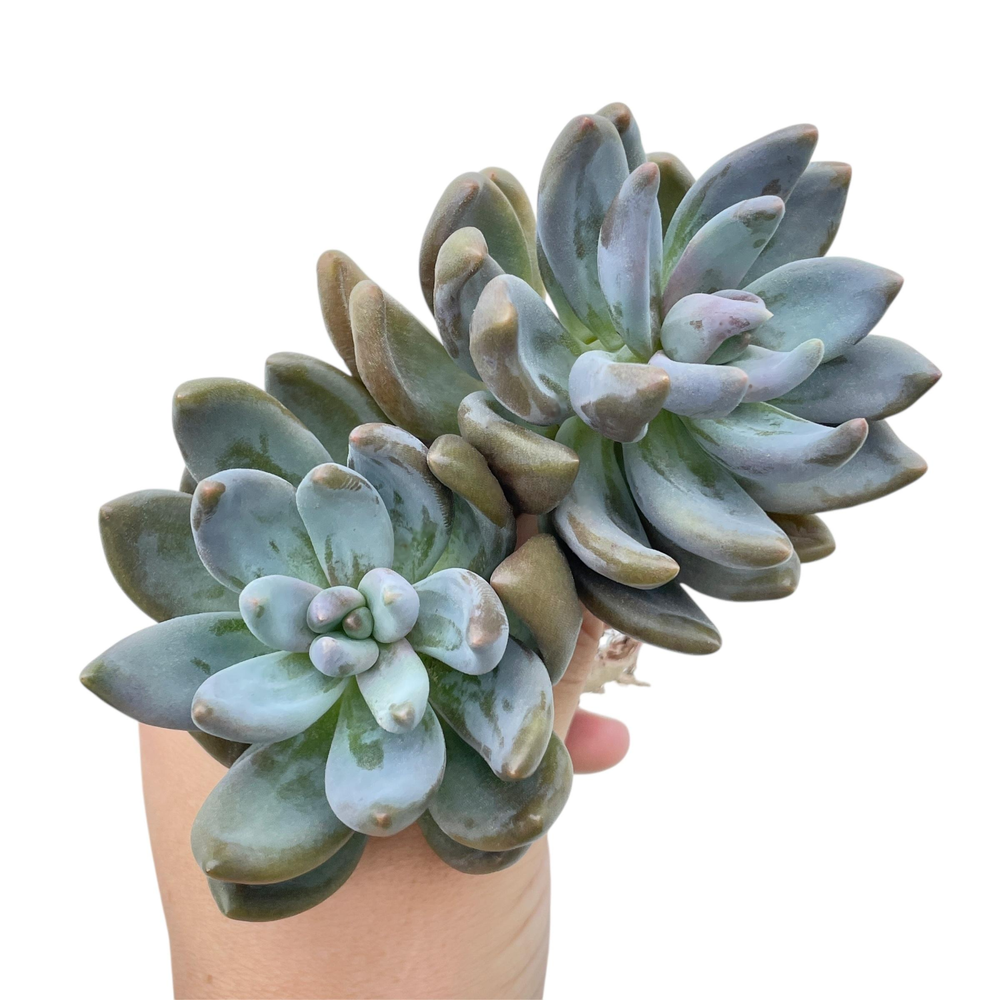 Pachyveria Oviferum cv Shireiden