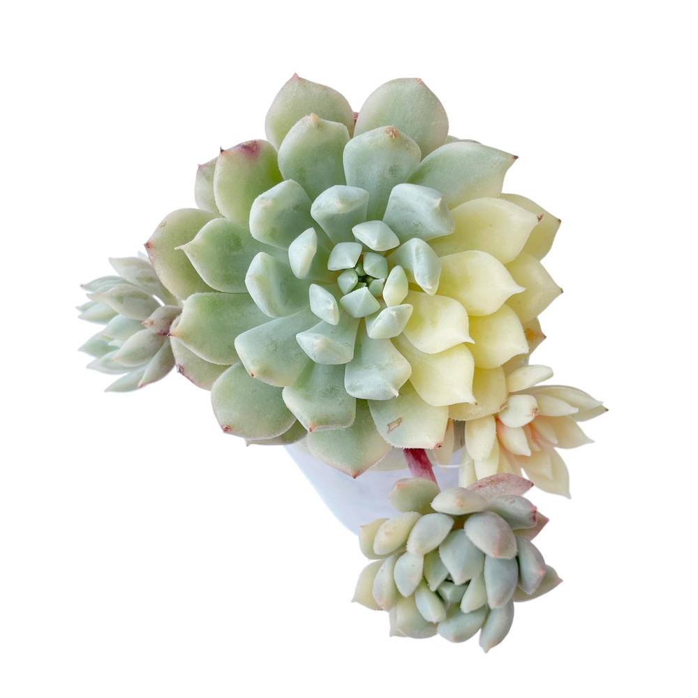 Echeveria Chrissy n Ryan, Variegated Small Cluster