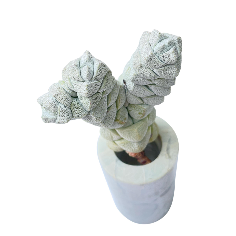 Crassula Deceptor