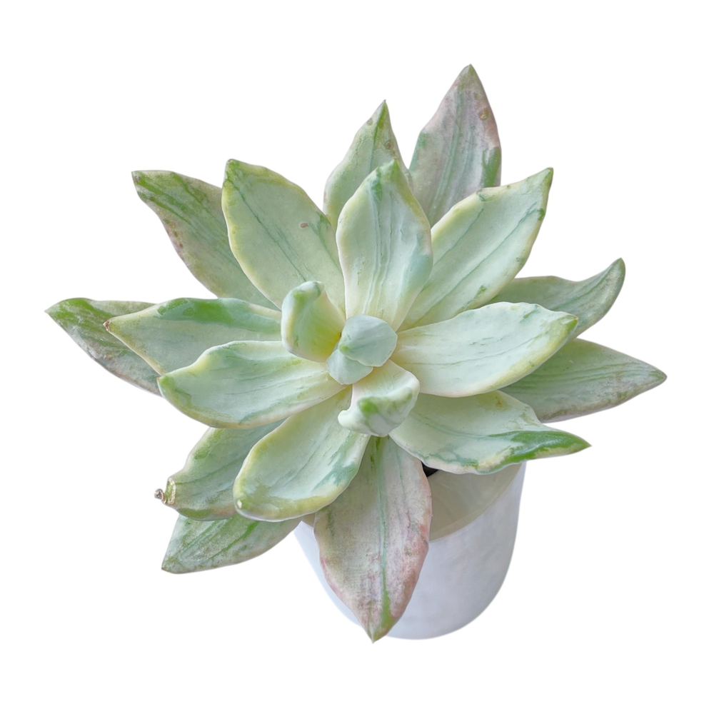Echeveria Apollo, Variegata