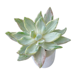 Echeveria Apollo, Variegata