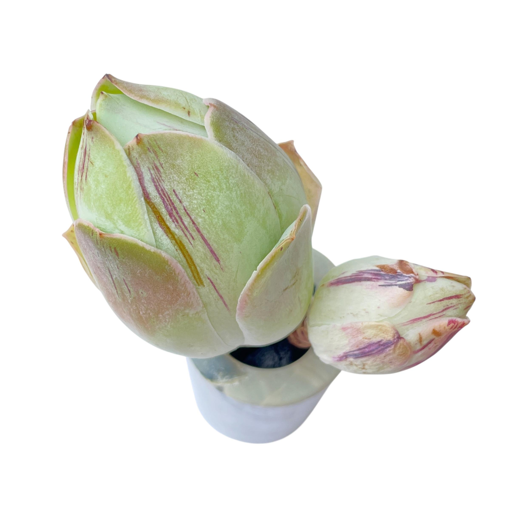 Greenovia, Striped Hybrid, Double