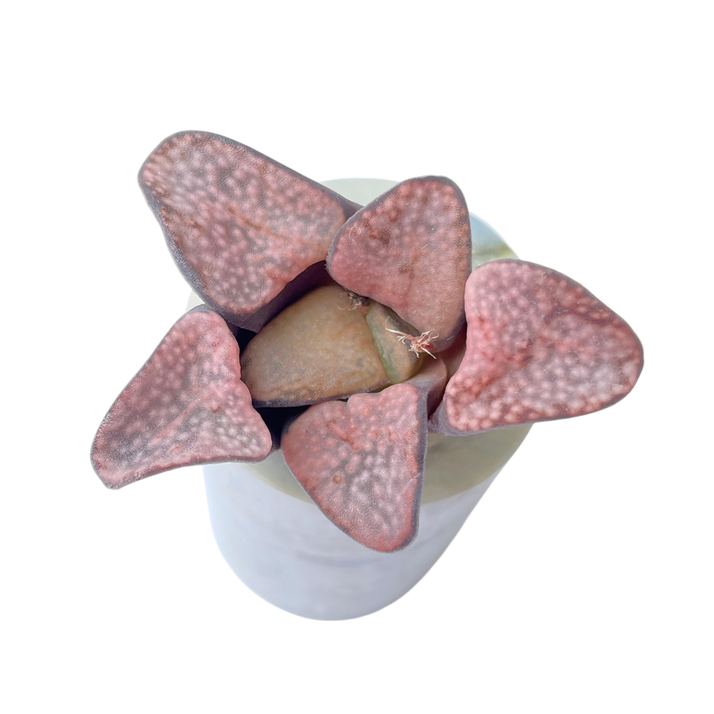 Haworthia Groenewaldii