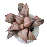 Haworthia Splendens Michelle, Nice Size