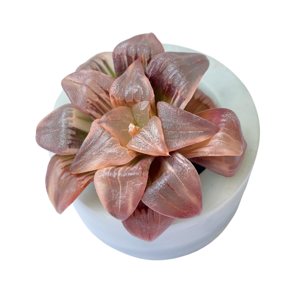 Haworthia Atrofusca, Variegata